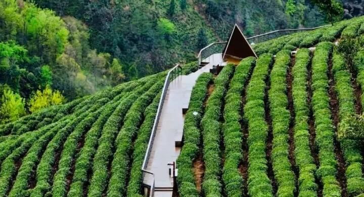 有关于第31届中国茶业科技年会，5个观摩点，亮点是啥？的信息(23)