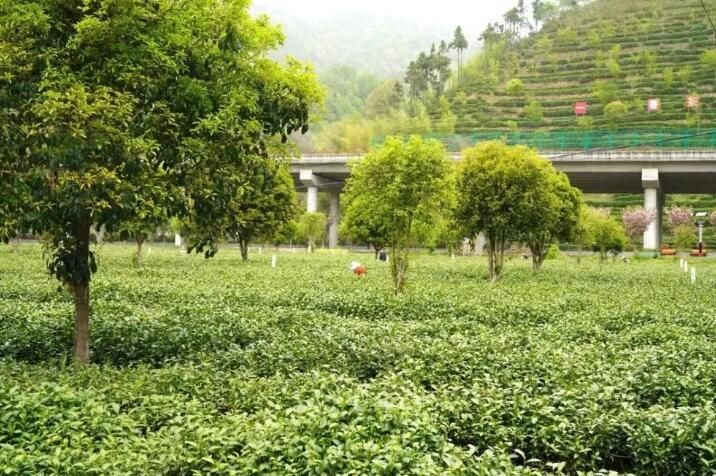 有关于第31届中国茶业科技年会，5个观摩点，亮点是啥？的信息(2)