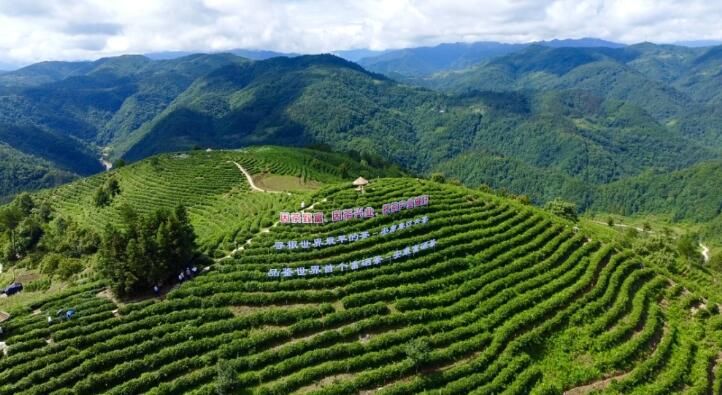 有关于第31届中国茶业科技年会，5个观摩点，亮点是啥？的信息(5)