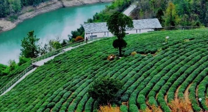 有关于第31届中国茶业科技年会，5个观摩点，亮点是啥？的信息(24)