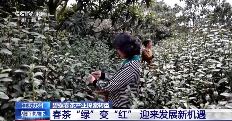 关于央视大幅聚焦！洞庭山碧螺春茶产业转型发展之路！的相关内容(1)