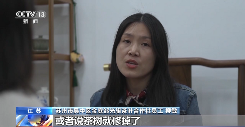 关于央视大幅聚焦！洞庭山碧螺春茶产业转型发展之路！的相关内容(4)