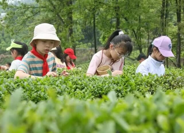 有关于江西莲花：采摘“初心”茶 感受劳动乐与艰的消息(2)