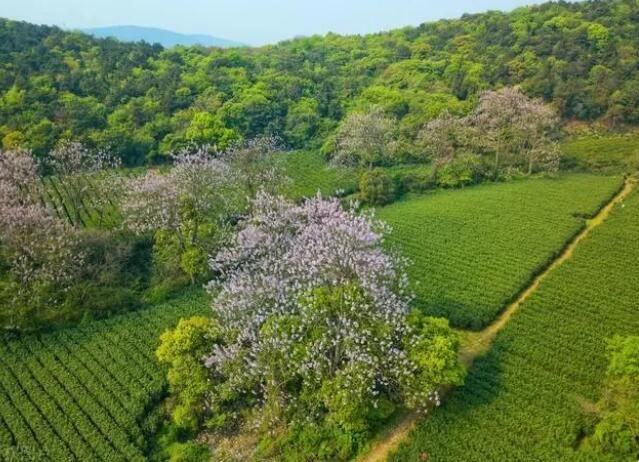 有关于茶叶”点亮无锡乡村振兴致富路，委员陈其跃当上“新农人”的信息