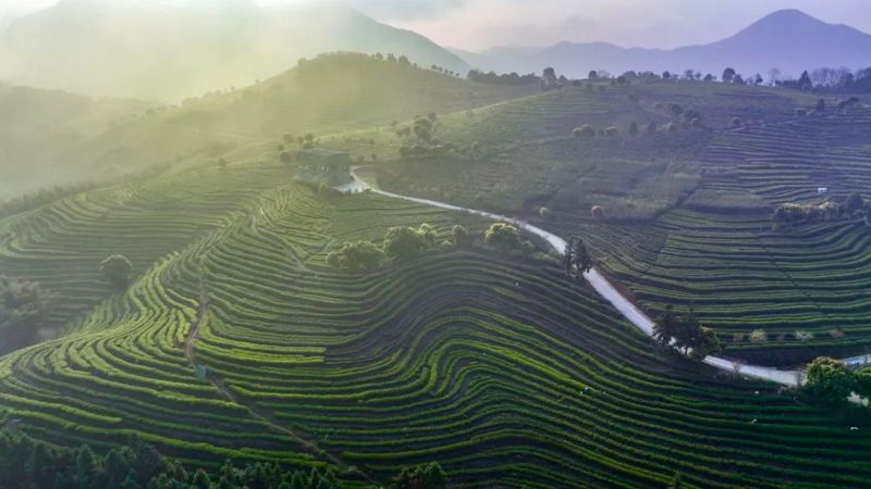 有关于福安：谷雨春浓茶飘香的相关信息(6)