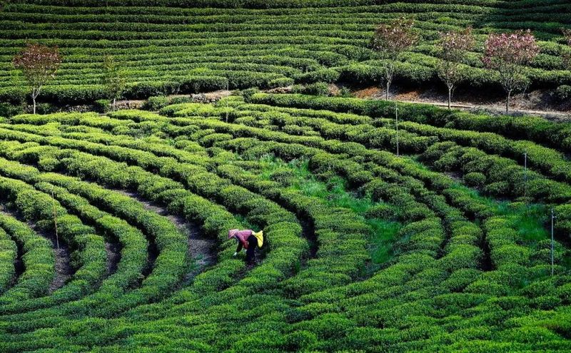 有关于福安：谷雨春浓茶飘香的相关信息(4)