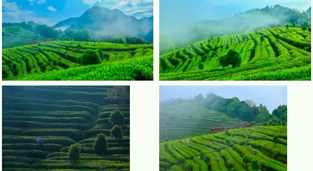 有关于福安：谷雨春浓茶飘香的相关信息(2)