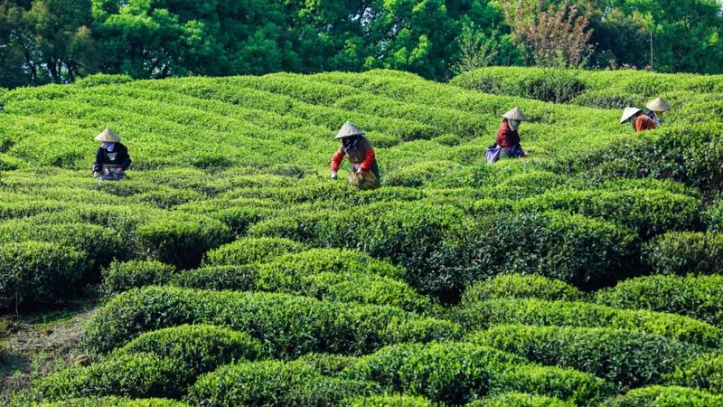 有关于福安：谷雨春浓茶飘香的相关信息(5)