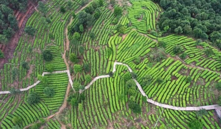 有关于春茶飘香，古劳抢“鲜”采摘！的相关内容(2)