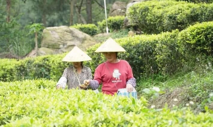 有关于春茶飘香，古劳抢“鲜”采摘！的相关内容