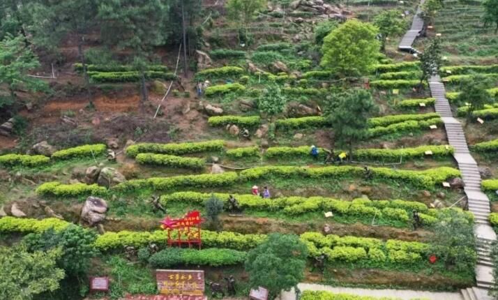 有关于春茶飘香，古劳抢“鲜”采摘！的相关内容(3)