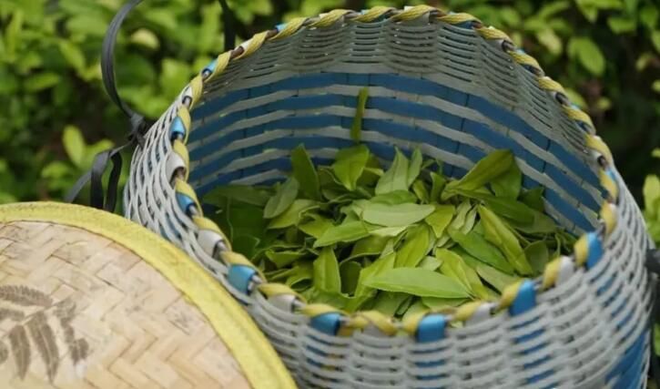 有关于春茶飘香，古劳抢“鲜”采摘！的相关内容(4)