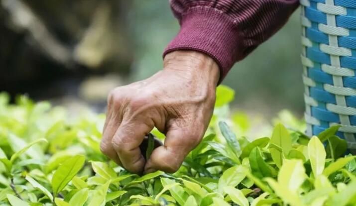 有关于春茶飘香，古劳抢“鲜”采摘！的相关内容(1)