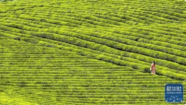 关于贵州：一片茶叶走出的乡村振兴路的相关信息(1)