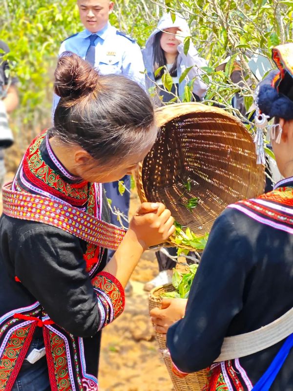 有关于首届“景谷秧塔大白茶”开茶节在景谷民乐举办的内容(4)
