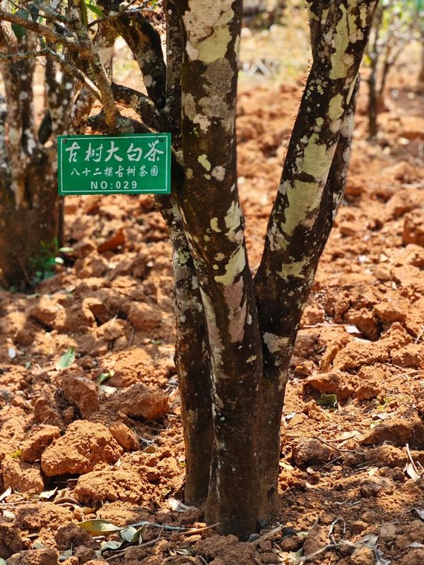 有关于首届“景谷秧塔大白茶”开茶节在景谷民乐举办的内容(2)