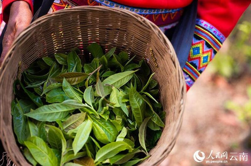 关于普洱景谷 深山彝寨里 古树茶飘香的最新消息(1)