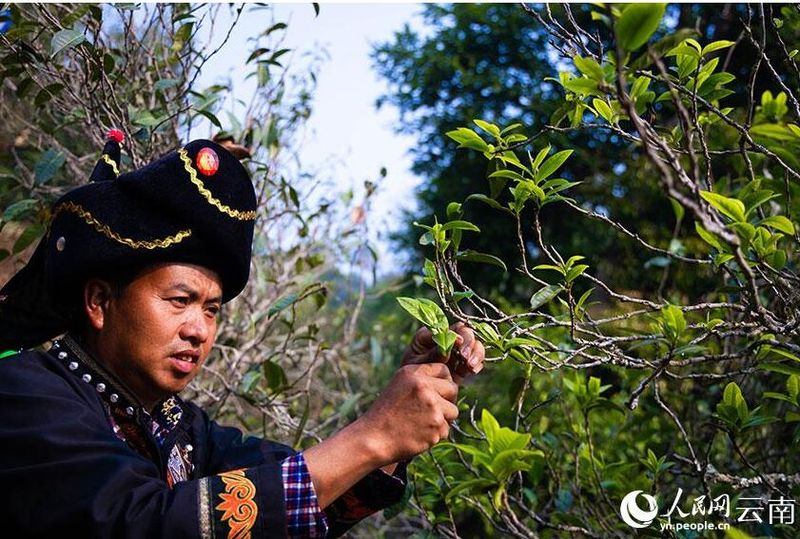 关于普洱景谷 深山彝寨里 古树茶飘香的最新消息(2)