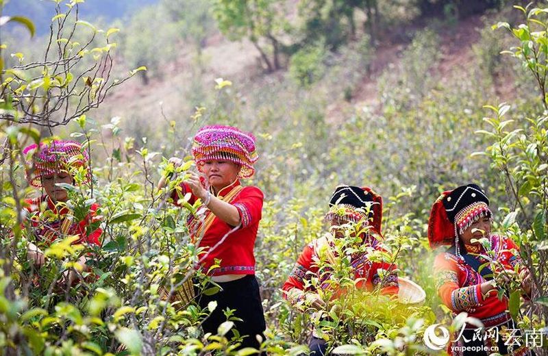 关于普洱景谷 深山彝寨里 古树茶飘香的最新消息