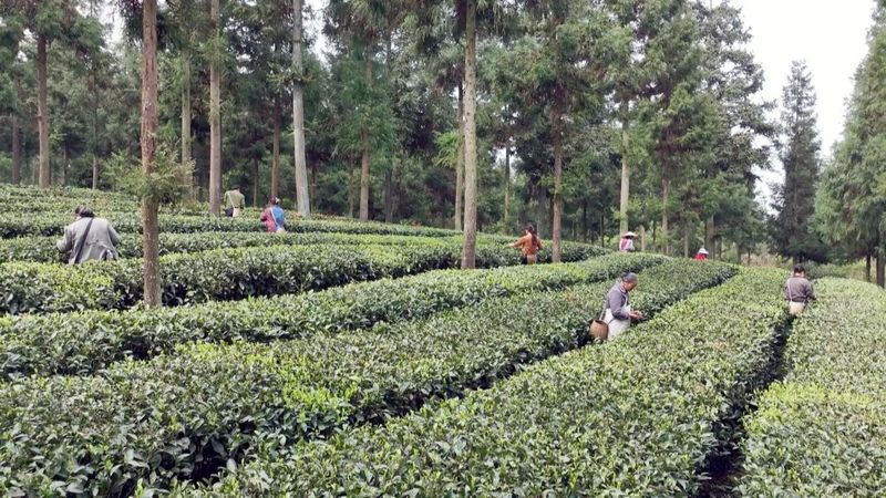 关于永安镇：“谷雨茶”飘香 采茶制茶忙的信息(1)