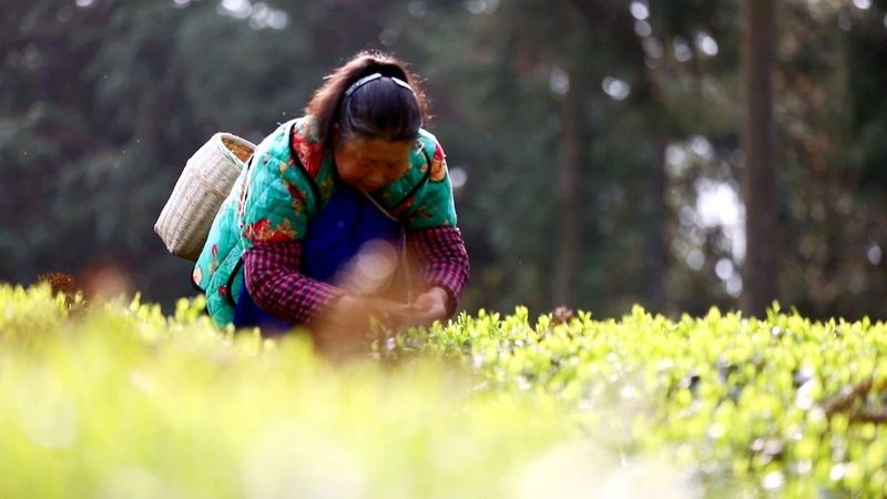 关于永安镇：“谷雨茶”飘香 采茶制茶忙的信息(3)