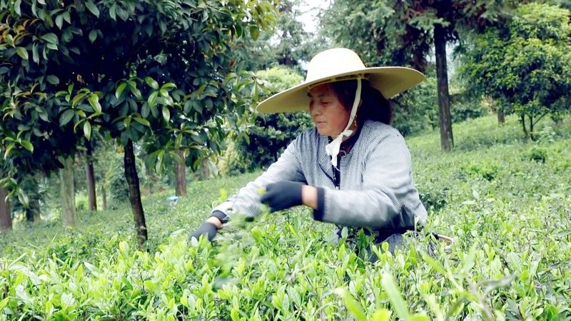关于永安镇：“谷雨茶”飘香 采茶制茶忙的信息(2)