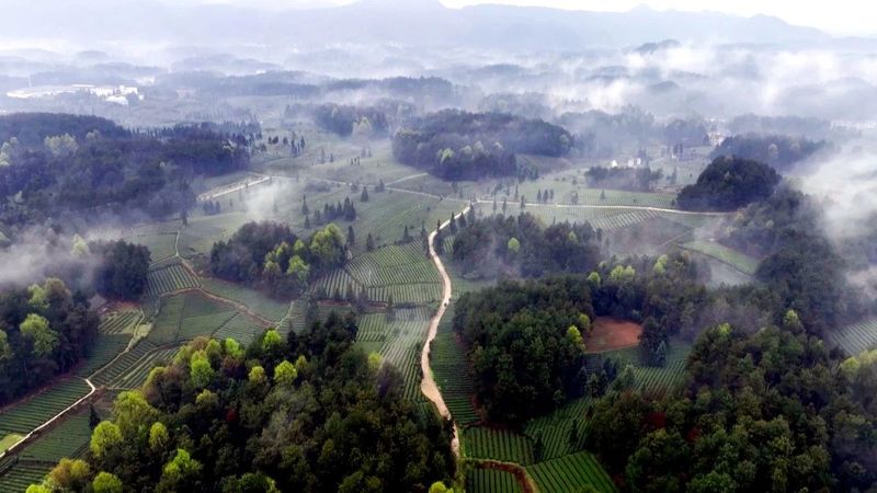 关于永安镇：“谷雨茶”飘香 采茶制茶忙的信息
