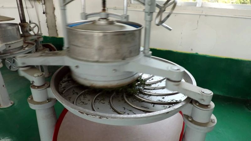 关于永安镇：“谷雨茶”飘香 采茶制茶忙的信息(4)