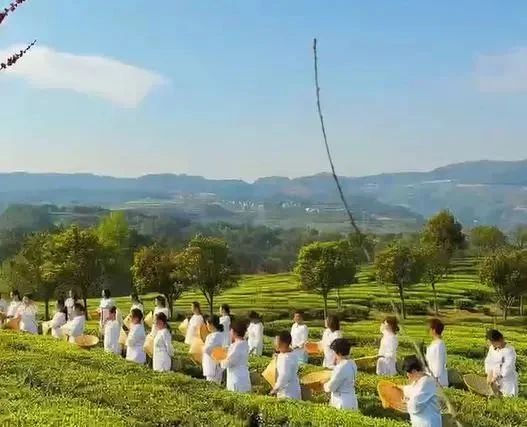 关于凤冈苏贵茶旅一体化茶园入选贵州十佳茶旅一体化示范园的资讯(27)