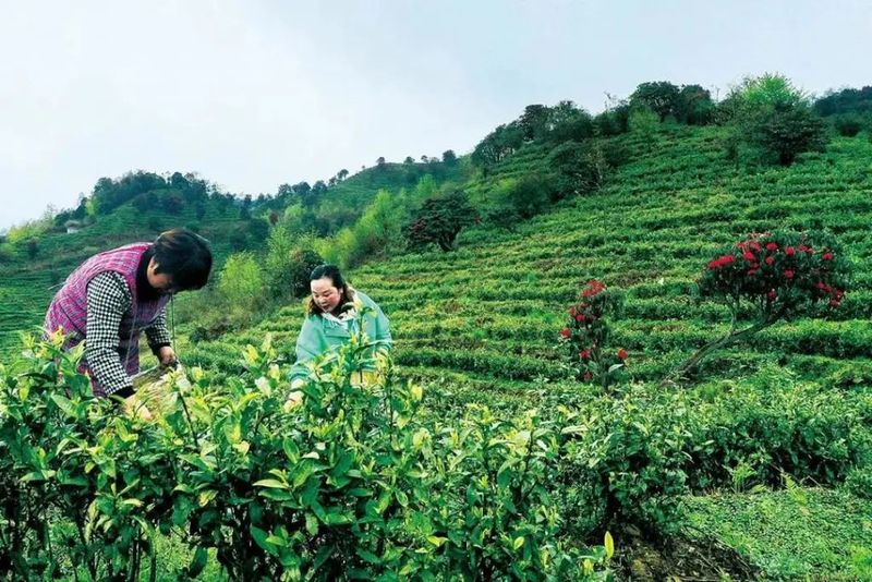 关于凤冈苏贵茶旅一体化茶园入选贵州十佳茶旅一体化示范园的资讯(22)