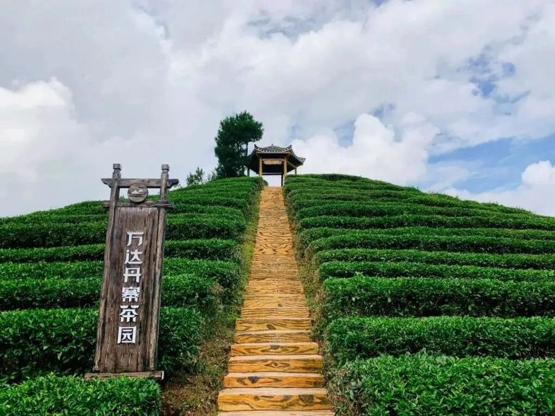 关于凤冈苏贵茶旅一体化茶园入选贵州十佳茶旅一体化示范园的资讯(18)