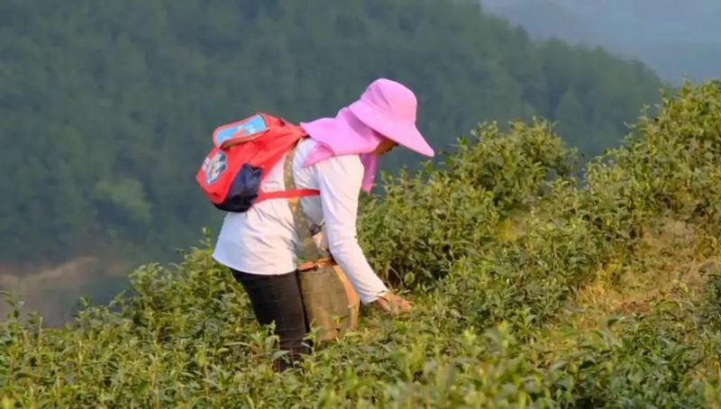 关于凤冈苏贵茶旅一体化茶园入选贵州十佳茶旅一体化示范园的资讯(12)