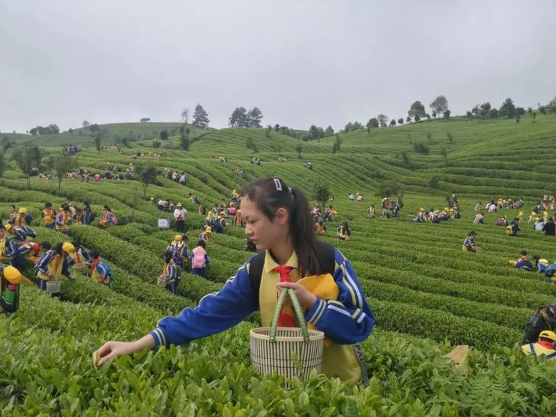 关于凤冈苏贵茶旅一体化茶园入选贵州十佳茶旅一体化示范园的资讯(16)