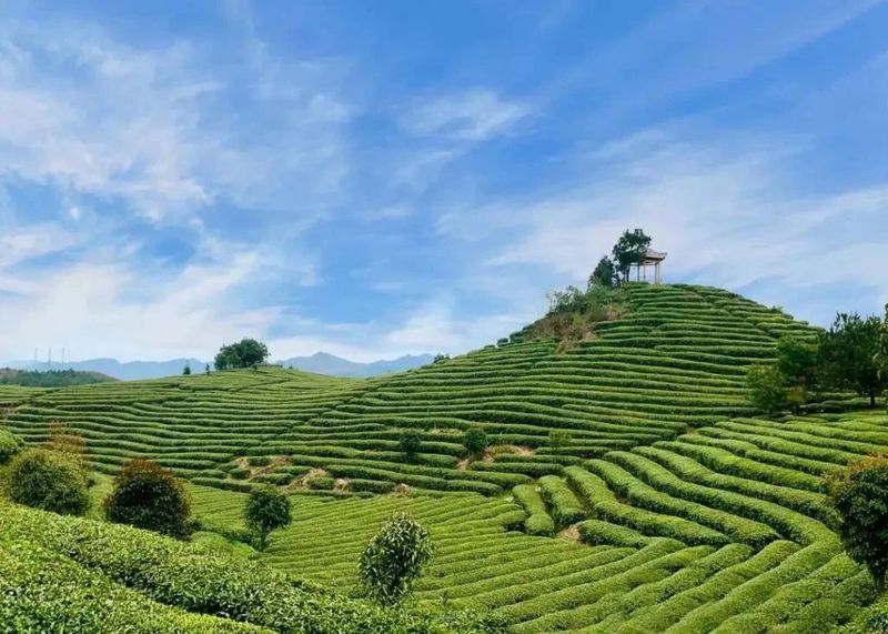 关于凤冈苏贵茶旅一体化茶园入选贵州十佳茶旅一体化示范园的资讯(19)