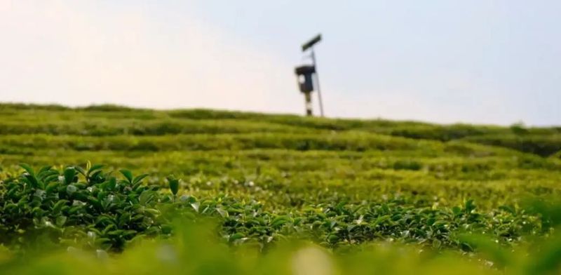 关于凤冈苏贵茶旅一体化茶园入选贵州十佳茶旅一体化示范园的资讯(11)