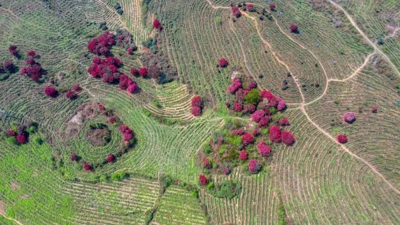 关于凤冈苏贵茶旅一体化茶园入选贵州十佳茶旅一体化示范园的资讯(20)