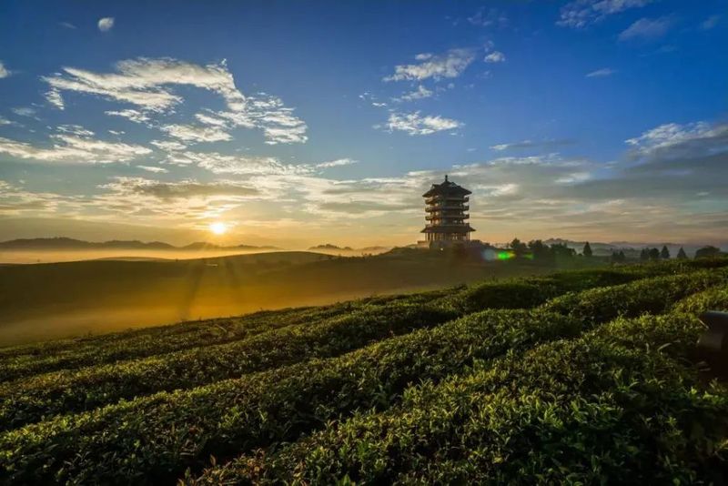关于凤冈苏贵茶旅一体化茶园入选贵州十佳茶旅一体化示范园的资讯(1)
