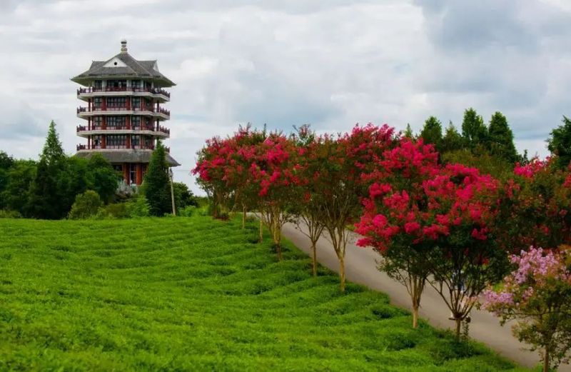 关于凤冈苏贵茶旅一体化茶园入选贵州十佳茶旅一体化示范园的资讯(2)