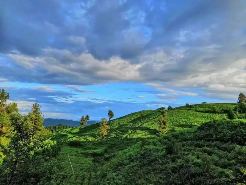 关于凤冈苏贵茶旅一体化茶园入选贵州十佳茶旅一体化示范园的资讯(15)