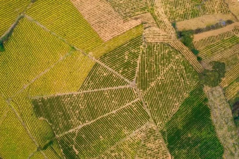 关于凤冈苏贵茶旅一体化茶园入选贵州十佳茶旅一体化示范园的资讯(25)