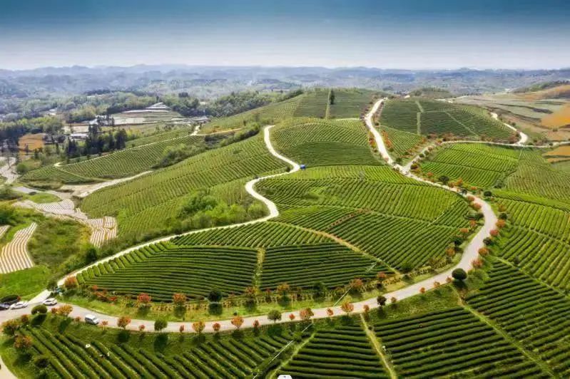 关于凤冈苏贵茶旅一体化茶园入选贵州十佳茶旅一体化示范园的资讯(7)