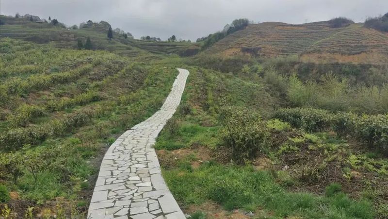 关于凤冈苏贵茶旅一体化茶园入选贵州十佳茶旅一体化示范园的资讯(21)