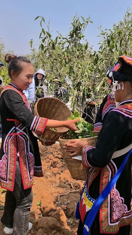 有关于景谷举行首届“秧塔大白茶”开采节的相关信息(12)