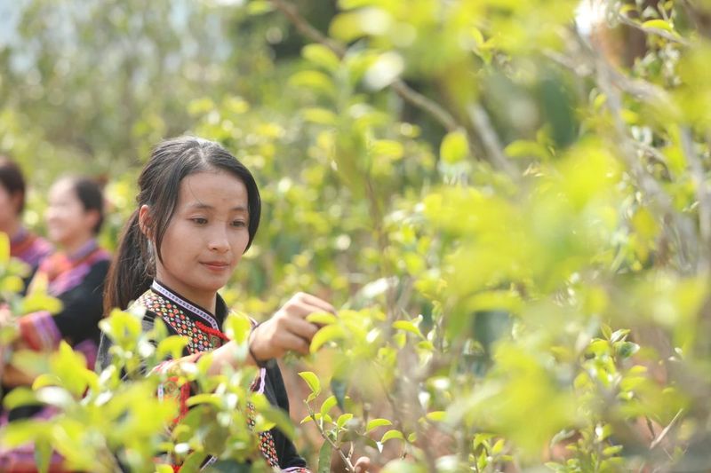 有关于景谷举行首届“秧塔大白茶”开采节的相关信息(6)