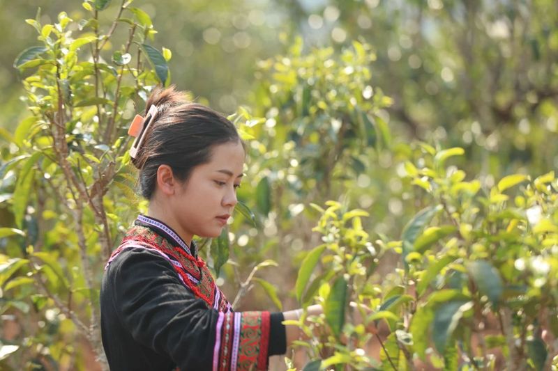 有关于景谷举行首届“秧塔大白茶”开采节的相关信息(9)