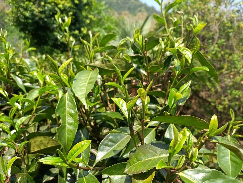 有关于景谷举行首届“秧塔大白茶”开采节的相关信息(7)