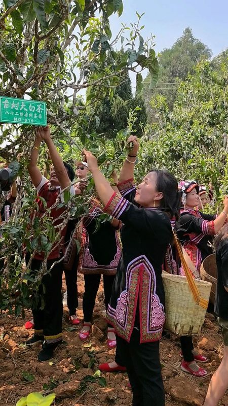 有关于景谷举行首届“秧塔大白茶”开采节的相关信息(8)