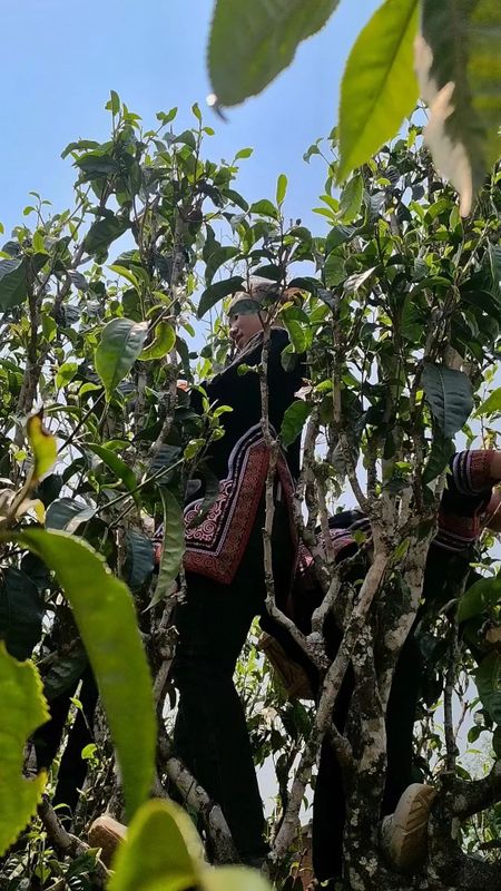 有关于景谷举行首届“秧塔大白茶”开采节的相关信息(11)