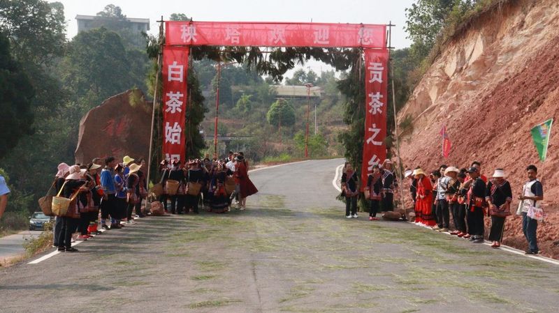 有关于景谷举行首届“秧塔大白茶”开采节的相关信息