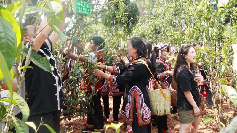 有关于景谷举行首届“秧塔大白茶”开采节的相关信息(5)